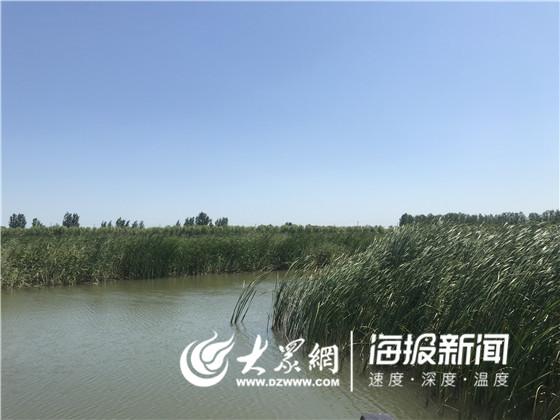 盐碱地变沃土 小开河引黄灌区促滨州经济、生态同步振兴